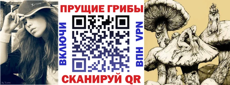 Купить закладки  Судогда  Псилоцибиновые грибы ЛСД 